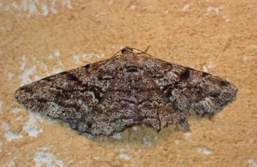 Réf. 312 189 : Peribatodes secundaria